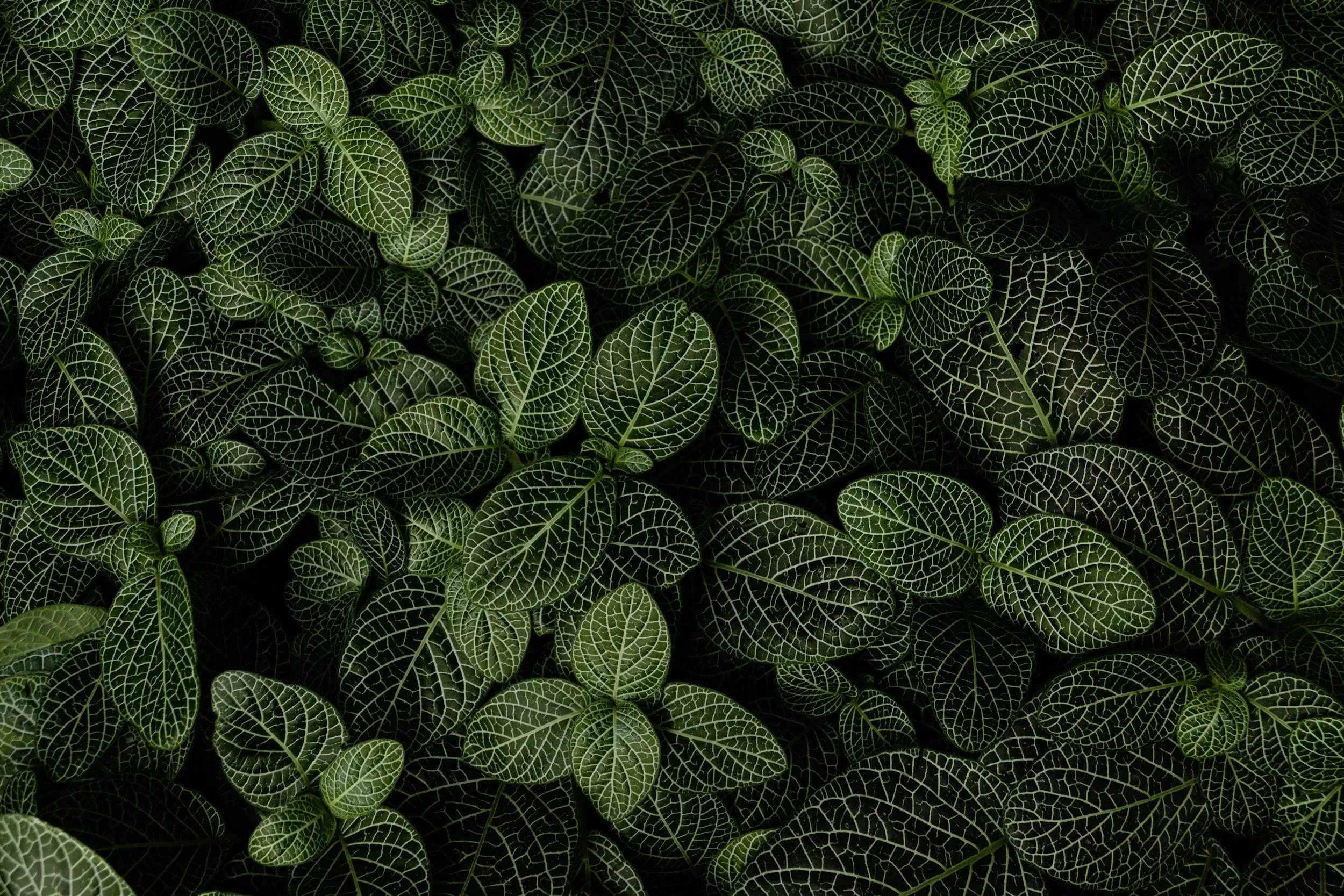 Deep green fittonia leaves, a calm natural texture
